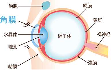 角膜を削らない